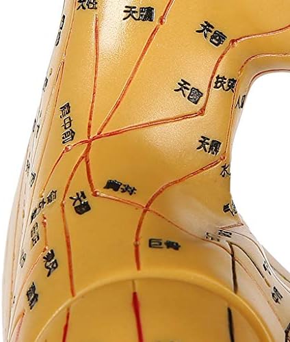 Медицинска модел Acupunctur - Модел за Акупунктура на Човека, 50 см Женски Модел за Акупунктура - за Тяло, Фигурки на Лекар, Билкар, Китайска Акупунктура, Ясна Меридиани и Акупунктура