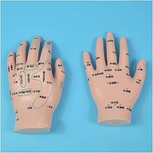 Модел на акупунктурни точки за ръце FHUILI - Китайски модел ръцете на акупунктура - 2 елемента Модел масаж на ръцете за акупунктурните точки на Човешкото тяло - за специфични акупунктурните точки на ръката