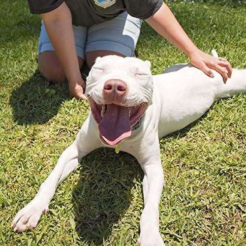Petpost | Шампоан за бели кучета - най-Доброто осветляющее средство за кучета с бяла козина - Успокояващ аромат на диня - Малтийски, Shih дзъ, Bichon-Фриз Одобрен - 16 грама