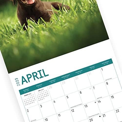 Стенен Календар Кученца Шоколад Лаборатория на 2023 година от Bright Day, 12x12 Инча, Фотография Сладък Очарователна Куче